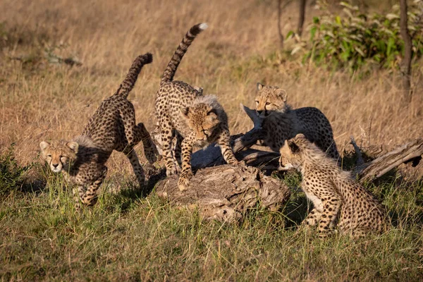 Négy Cheetah Cubs Játék Halott Bankfiók — Stock Fotó