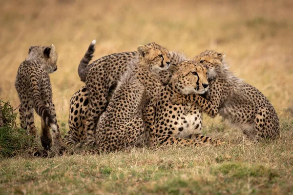 Ungar Nuzzle Cheetah Gräset Bredvid Annan — Stockfoto