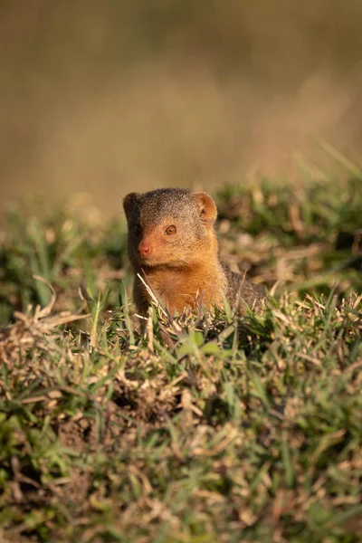 Dwarf Mongoose Sitting Grass Catchlight — Stock Photo, Image