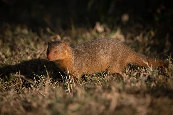 Dvärg Mongoose Stående Gräset Står Inför Kameran — Stockfoto