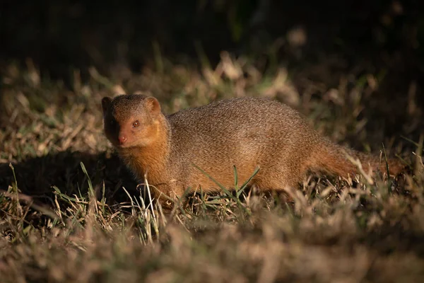 Mongoose Anão Fica Enfrenta Câmera Grama — Fotografia de Stock