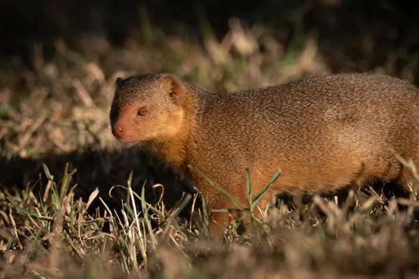 Dwerg Mangoeste Staat Gras Geconfronteerd Met Camera — Stockfoto