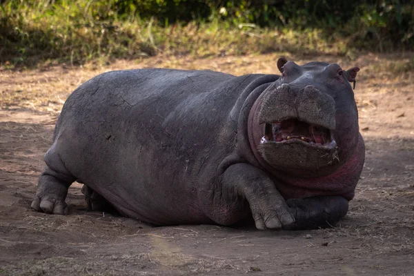 Hippopotame Couché Dans Terre Avec Bouche Ouverte — Photo