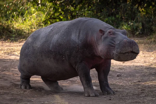 Hippo Staande Camera Kijken Vuil — Stockfoto