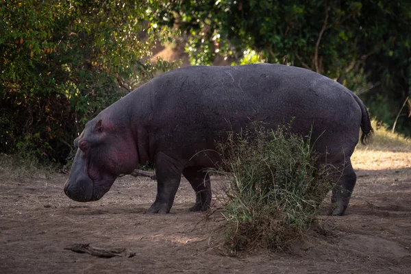 Hippo Stojący Pobliżu Bush Drzew — Zdjęcie stockowe