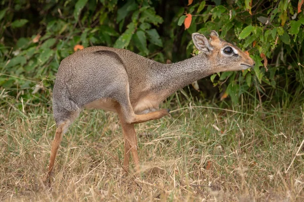 Kirk Dik Dik Ίδια Γρατσουνιές Θάμνους Πίσω — Φωτογραφία Αρχείου