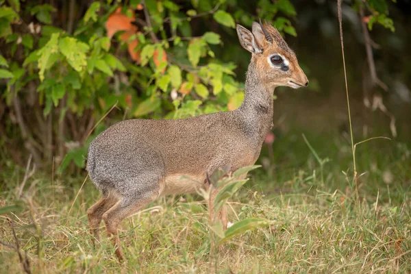 茂みにプロファイルのカーク Dik Dik 立って — ストック写真