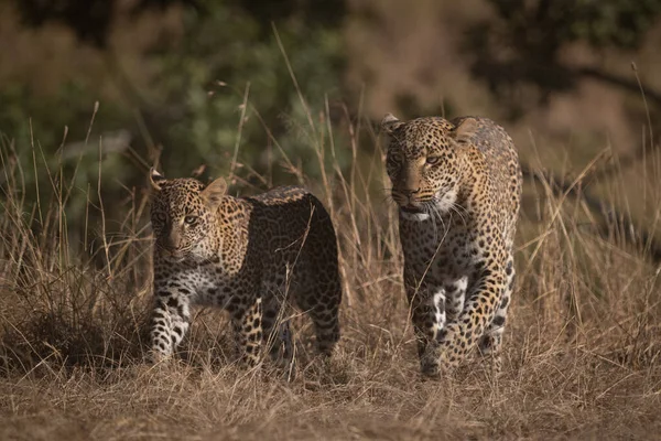 Leopardo Cucciolo Piedi Attraverso Erba Lunga — Foto Stock