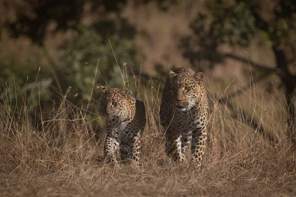 在长长的草地上行走的豹子和幼崽 — 图库照片