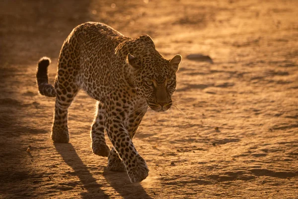 Altın Işık Earth Pişmiş Leopar Haçlar — Stok fotoğraf