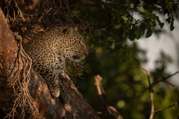 Леопард Лежит Ветвях Солнечном Свете — стоковое фото