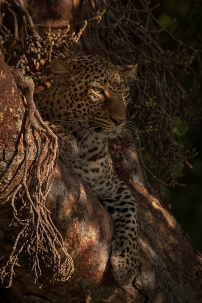Леопард Лежит Солнечном Свете Дереве — стоковое фото
