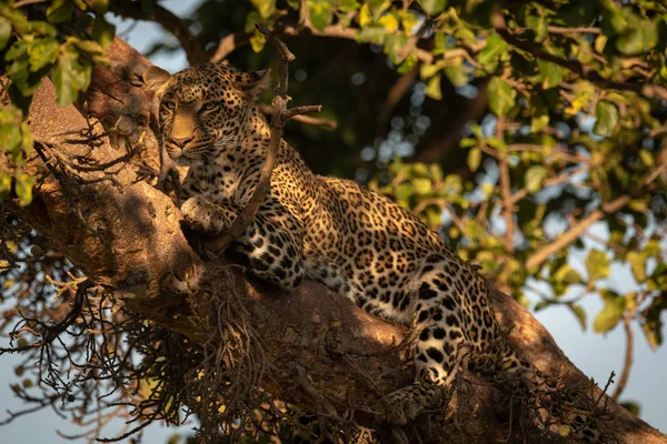 Леопард Лежит Лучах Солнечного Света Ветке — стоковое фото
