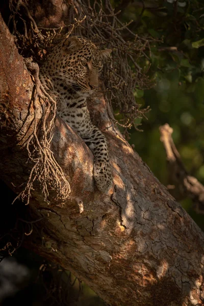 Леопард Лежит Дереве Смотрит Вниз — стоковое фото