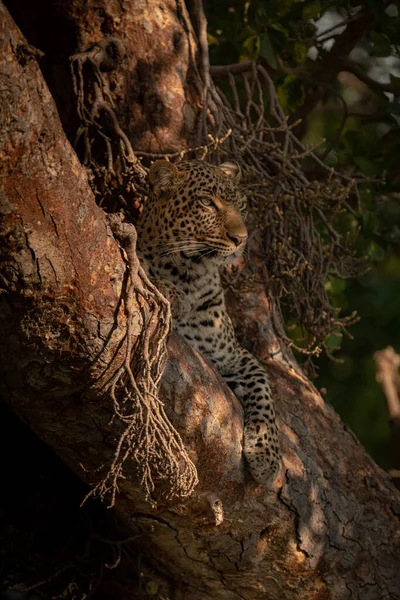 Леопард Лежит Глядя Ветвей Деревьев — стоковое фото