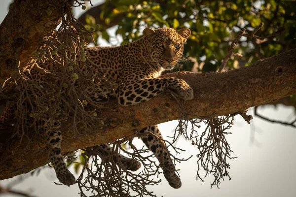 Leopardo Está Ramo Pendurado Pernas Para Baixo — Fotografia de Stock