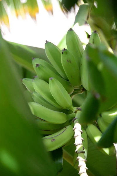 香蕉树有刺 — 图库照片