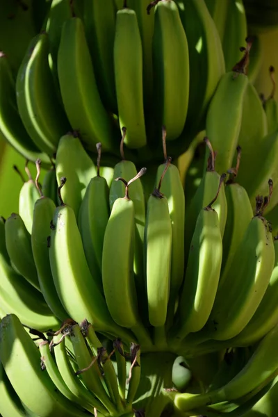 Banánový Strom Španělsku — Stock fotografie