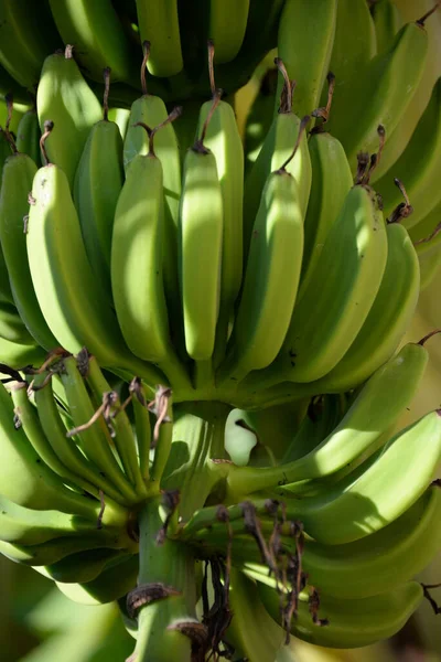 Bananenbaum Spanien — Stockfoto