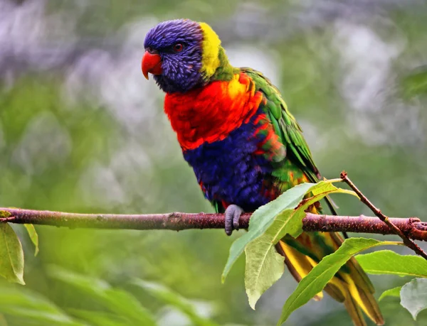 Allfarblori Oder Rainbow Lori Trichoglossus Haematodus — Stockfoto