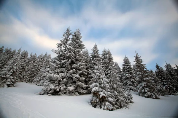 Christmas New Year Background Winter Trees Mountains Covered Fresh Snow — Stock Photo, Image