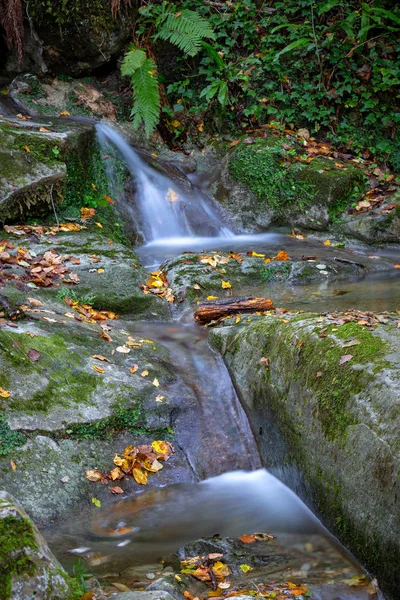 Belo Riacho Floresta Espanha Perto Aldeia Les Planes Hostoles Catalunha — Fotografia de Stock