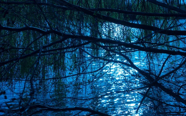 Pohled Jezero Nad Polámaným Stromem Pozadí Modrá Obloha Odraz Slunce — Stock fotografie