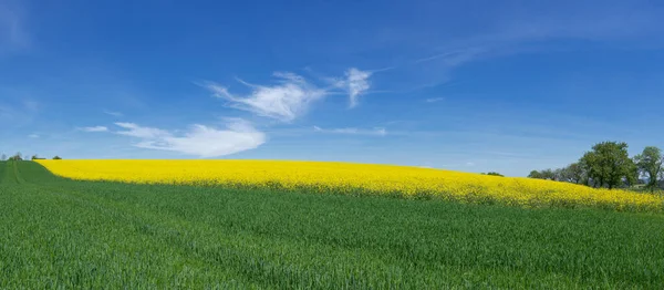 Panorama Młodego Zielonego Pola Zbożowego Żółtym Kwitnącym Polem Rzepakowym — Zdjęcie stockowe