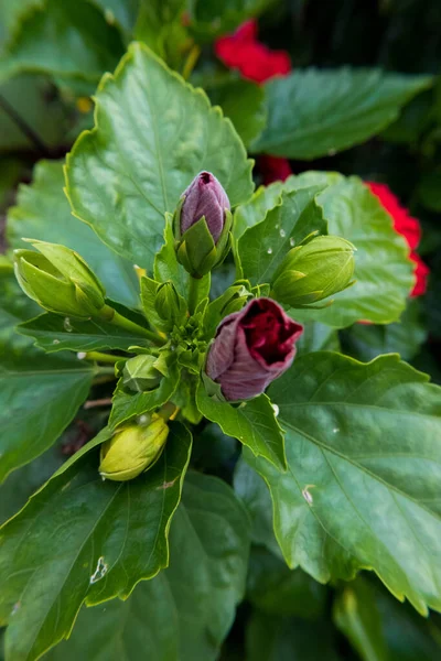 Verticale Afbeelding Van Ontkiemende Knoppen Van Rode Hibiscus Bloem Geen — Stockfoto