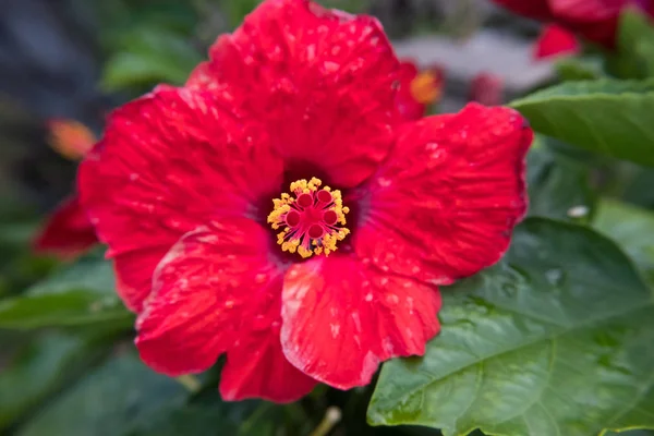 Nature Wallpaper Background Red Hibiscus Hibiscus Flower People — Stock Photo, Image