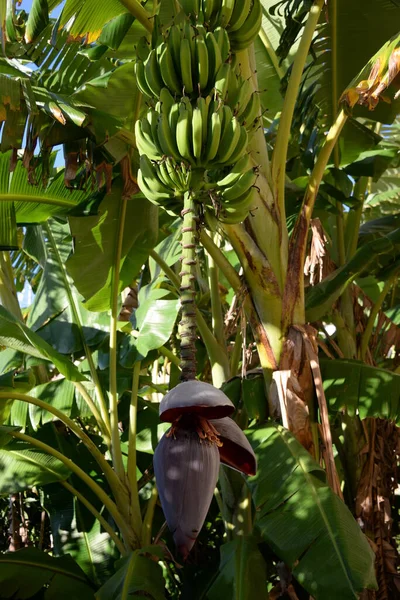 Albero Banane Spagna — Foto Stock