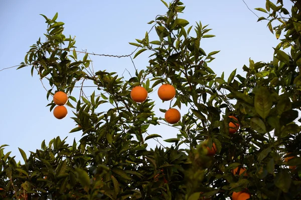Oranges Tree Field Costa Blanca Spain — Stock Photo, Image