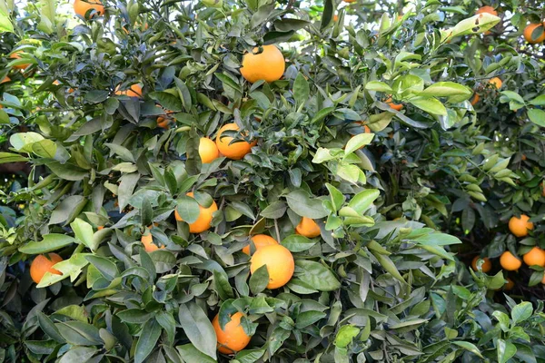 Oranges Arbre Sur Terrain Costa Blanca Espagne — Photo