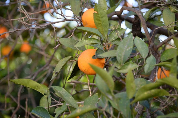 Πορτοκάλια Στο Δέντρο Στο Γήπεδο Costa Blanca Ισπανία — Φωτογραφία Αρχείου