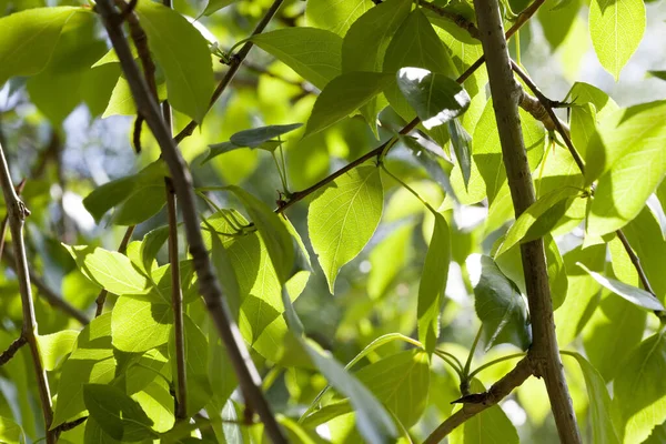 Las Hojas Limpias Hermosas Del Árbol Primavera Los Detalles Planta —  Fotos de Stock