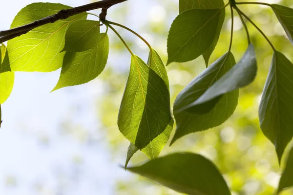 Чистые Красивые Листья Дерева Весной Детали Растения — стоковое фото