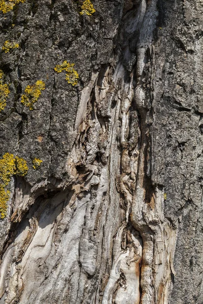 太陽の光で照らされた樹皮の凹凸のある古い木 — ストック写真
