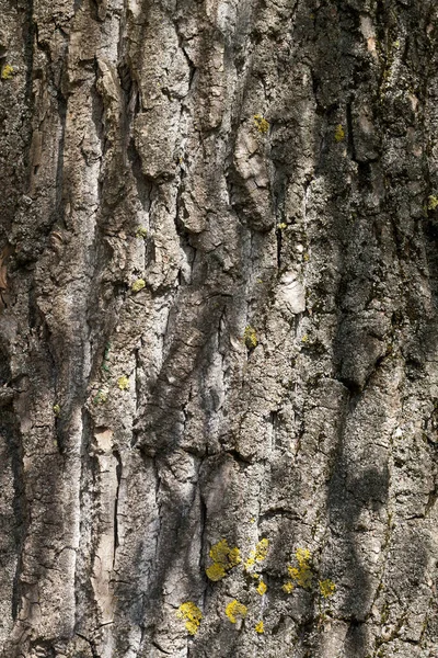 Casca Rachada Árvore Velha Desigual Iluminada Pela Luz Solar — Fotografia de Stock