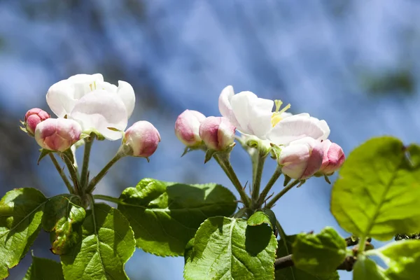 Kvetoucí Květy Jabloňového Ovoce Zahradě Jaro — Stock fotografie