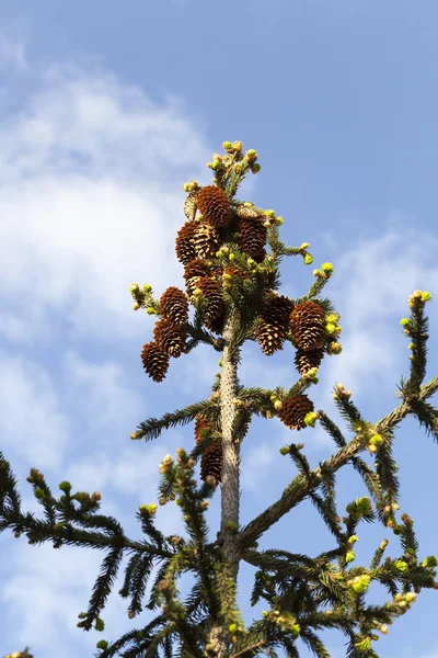 Abete Coni Grande Lungo Albero Contro Cielo Azzurro Primavera — Foto Stock