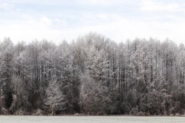 Borde Del Bosque Caducifolio Nieve Heladas Blancas Paisaje Invierno Con —  Fotos de Stock