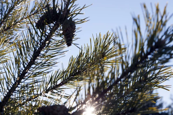 Petits Cônes Pin Sur Les Branches Des Arbres Gros Plan — Photo