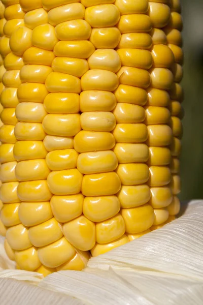 Beautiful Yellow Ear Ripe Sweet Corn Close Field — Stock Photo, Image