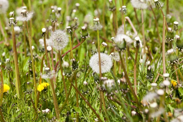 Äng Med Gula Maskrosor Och Vita Maskrosor Vårbilder — Stockfoto