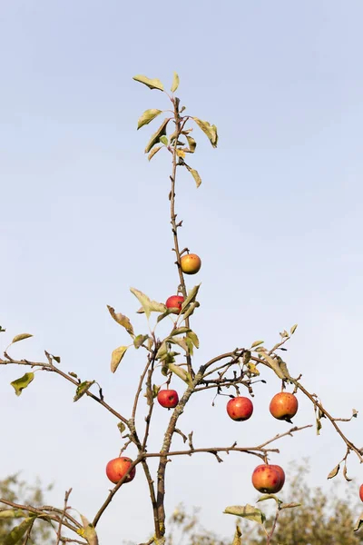 Algunas Hojas Las Últimas Manzanas Maduras Cuelgan Las Ramas Manzano — Foto de Stock