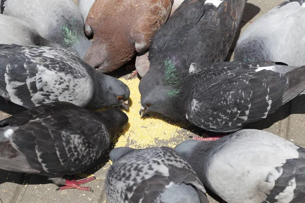 새들에게 먹이를 길가에 방앗간 무더기 비둘기들이 앉아서 더미의 가장자리에서 — 스톡 사진
