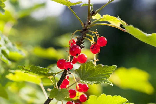Red Currant Berries Branches Bush Summer Dirty Berries Smeared Dust — Stock Photo, Image