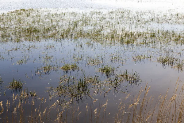 Gras Wächst See Wasser Reflektiert Den Himmel Und Umliegende Pflanzen — Stockfoto