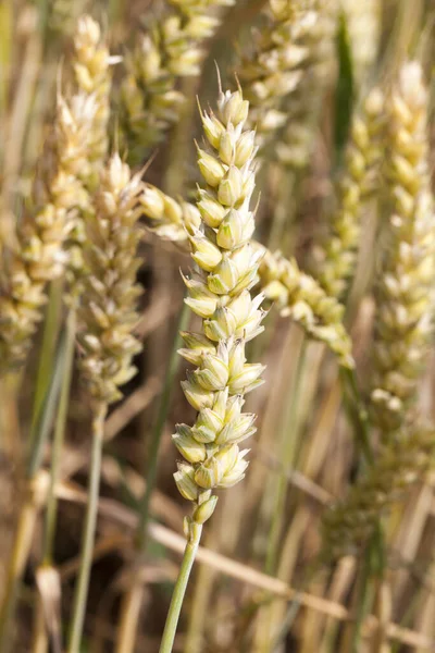 Taggig Vete Spikelets Grön Färg Foto Mognande Gröda Närbild — Stockfoto