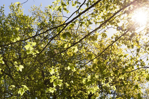 Duże Zielone Liście Drzewie Wiosną Oświetlone Światłem Słonecznym — Zdjęcie stockowe